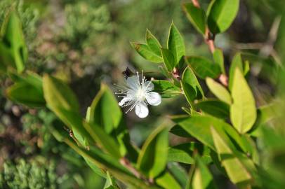 Fotografia da espécie Myrtus communis