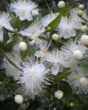 Fotografia da espécie Myrtus communis