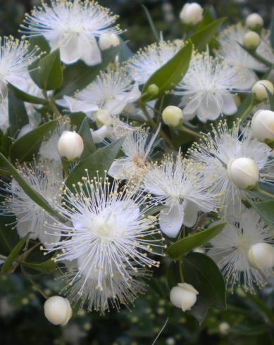 Fotografia de capa Myrtus communis - do Jardim Botânico