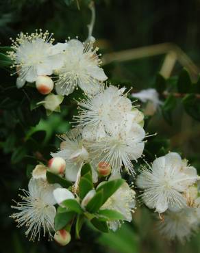 Fotografia 9 da espécie Myrtus communis no Jardim Botânico UTAD