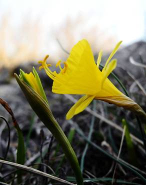 Fotografia 7 da espécie Narcissus bulbocodium no Jardim Botânico UTAD