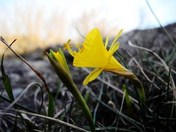 Fotografia da espécie Narcissus bulbocodium