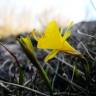 Fotografia 7 da espécie Narcissus bulbocodium do Jardim Botânico UTAD