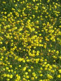 Fotografia da espécie Narcissus bulbocodium