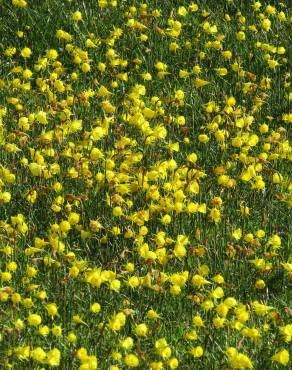 Fotografia 8 da espécie Narcissus bulbocodium no Jardim Botânico UTAD