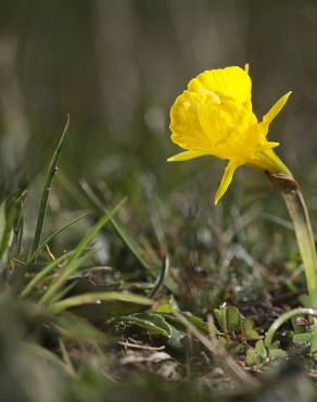 Fotografia 9 da espécie Narcissus bulbocodium no Jardim Botânico UTAD