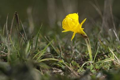 Fotografia da espécie Narcissus bulbocodium