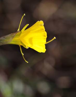 Fotografia 10 da espécie Narcissus bulbocodium no Jardim Botânico UTAD