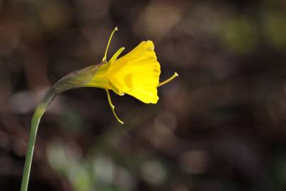 Fotografia da espécie Narcissus bulbocodium