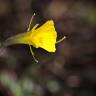 Fotografia 10 da espécie Narcissus bulbocodium do Jardim Botânico UTAD