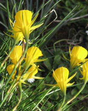 Fotografia 11 da espécie Narcissus bulbocodium no Jardim Botânico UTAD