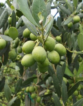 Fotografia 4 da espécie Olea europaea subesp. europaea var. sylvestris no Jardim Botânico UTAD