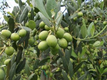 Fotografia da espécie Olea europaea subesp. europaea var. sylvestris