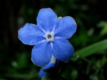 Fotografia da espécie Omphalodes nitida