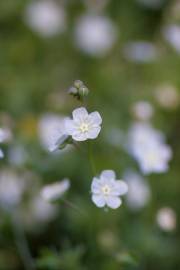 Fotografia da espécie Omphalodes linifolia