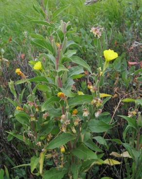 Fotografia 5 da espécie Oenothera biennis no Jardim Botânico UTAD