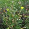 Fotografia 5 da espécie Oenothera biennis do Jardim Botânico UTAD