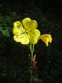 Fotografia da espécie Oenothera biennis