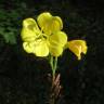 Fotografia 6 da espécie Oenothera biennis do Jardim Botânico UTAD