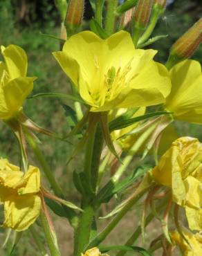 Fotografia 1 da espécie Oenothera biennis no Jardim Botânico UTAD