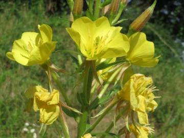 Fotografia da espécie Oenothera biennis