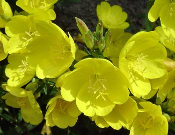 Fotografia da espécie Oenothera biennis