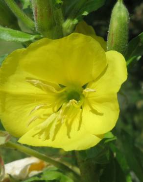 Fotografia 8 da espécie Oenothera biennis no Jardim Botânico UTAD