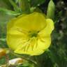 Fotografia 8 da espécie Oenothera biennis do Jardim Botânico UTAD