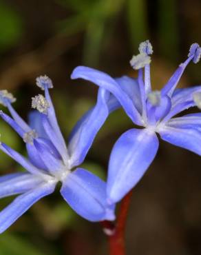 Fotografia 4 da espécie Scilla verna subesp. verna no Jardim Botânico UTAD