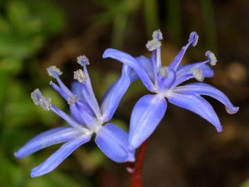 Fotografia da espécie Scilla verna subesp. verna