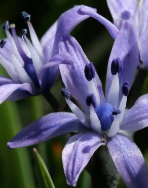 Fotografia 1 da espécie Scilla verna subesp. verna no Jardim Botânico UTAD