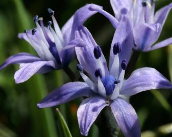 Fotografia da espécie Scilla verna subesp. verna