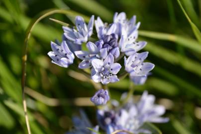 Fotografia da espécie Scilla verna subesp. verna