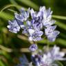 Fotografia 6 da espécie Scilla verna subesp. verna do Jardim Botânico UTAD