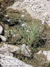 Fotografia da espécie Allium schmitzii