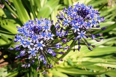 Fotografia da espécie Scilla peruviana