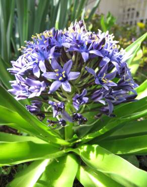 Fotografia 4 da espécie Scilla peruviana no Jardim Botânico UTAD