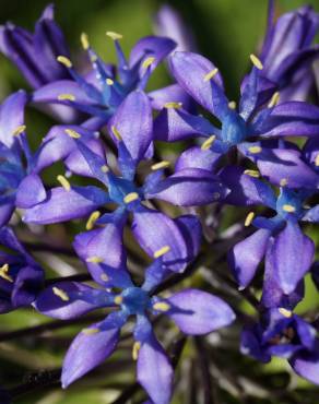 Fotografia 5 da espécie Scilla peruviana no Jardim Botânico UTAD