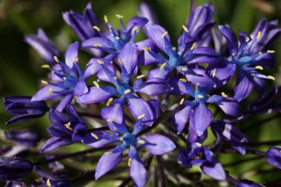 Fotografia da espécie Scilla peruviana