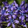 Fotografia 5 da espécie Scilla peruviana do Jardim Botânico UTAD