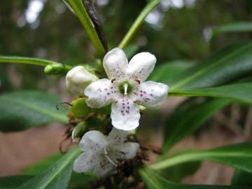 Fotografia da espécie Myoporum laetum