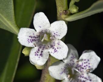 Fotografia da espécie Myoporum laetum