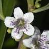 Fotografia 5 da espécie Myoporum laetum do Jardim Botânico UTAD