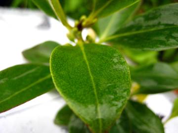 Fotografia da espécie Myoporum laetum