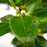 Fotografia 6 da espécie Myoporum laetum do Jardim Botânico UTAD