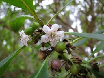 Fotografia da espécie Myoporum laetum