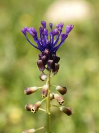 Fotografia da espécie Muscari comosum