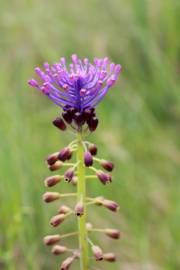 Fotografia da espécie Muscari comosum