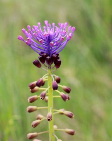 Fotografia de capa Muscari comosum - do Jardim Botânico