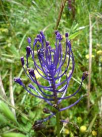 Fotografia da espécie Muscari comosum